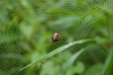 araignee et toile