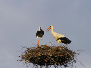 two storks in a nest