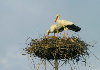 storks building nest