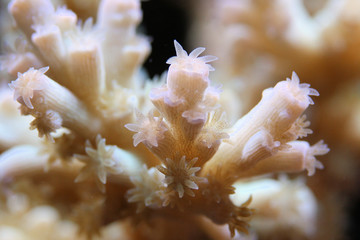 acropora coral