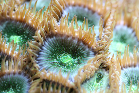 Green Coral Polyps