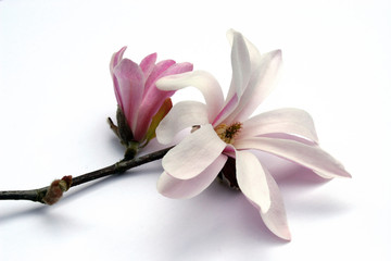 magnolia blossom - obrazy, fototapety, plakaty