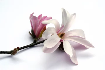 Fotobehang magnolia bloesem © Jamey Ekins