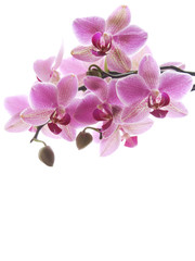 Obraz na płótnie Canvas purple orchid
