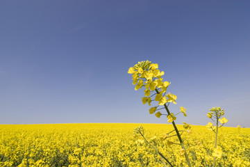 field of yellow flowers