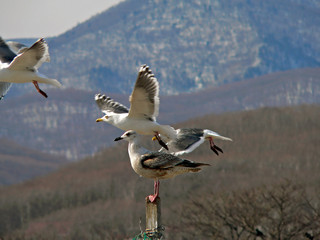 slaty-backed gulls  6