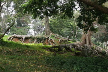 paysage de sous bois