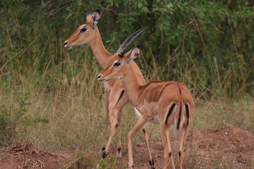couple d'impalas