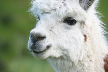 alpaca closeup