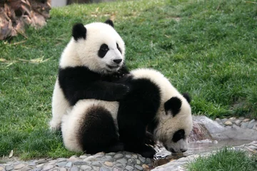 Fotobehang panda © iemily