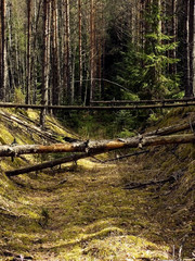 Fototapeta premium old forest road