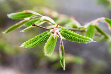 new spring leaves