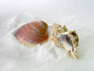 salt and shells