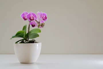 Papier Peint photo autocollant Orchidée mini orchidea