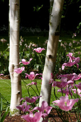 alnwick garden