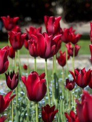 Fototapeta premium red tulips