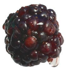 wet blackberry