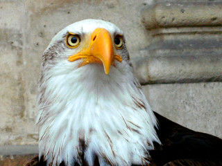 eagle two