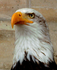 eagle