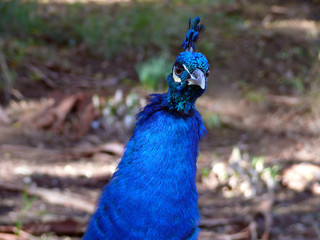Obraz premium peacock