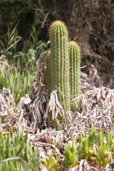 cactuses