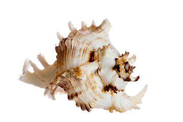 spiral shell isolated on white