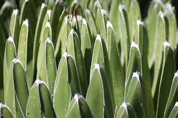 prickly plant