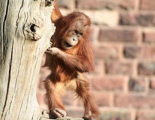 baby orang