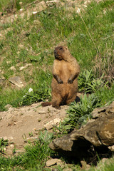dancing marmot