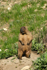 marmot on stone