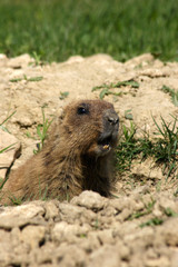 marmot