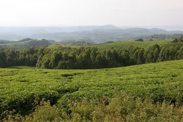 Deurstickers plantations de thé © jf Lefèvre