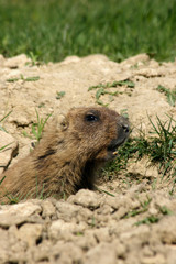 marmot