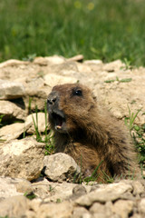 marmot