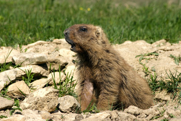 marmot