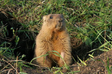 marmot