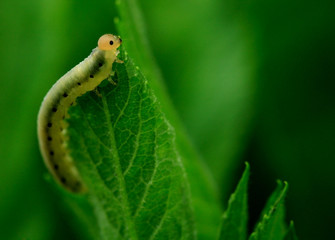 caterpillar
