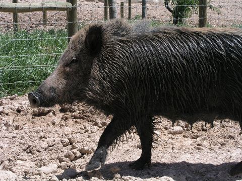 jabali