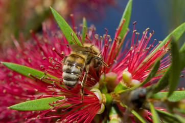 bee on work