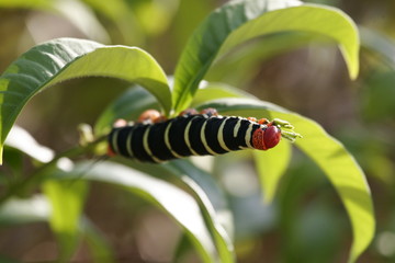 chenille pseudosphinx tetrio