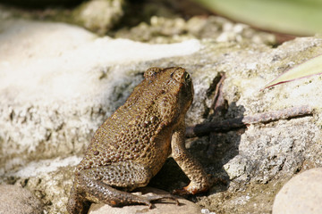 crapaud buffle