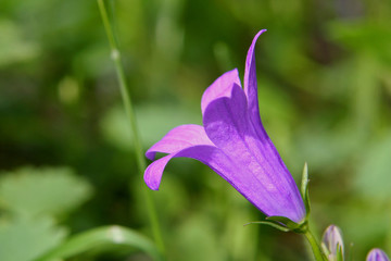 profil de campanule © Jean-Jacques Cordier
