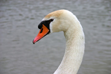 cygne