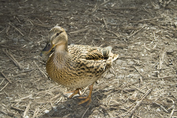 duck