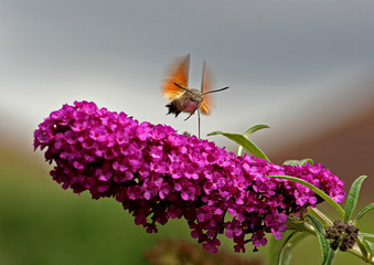 vol du colibri