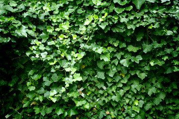 Obraz premium texture - feuilles de lierre