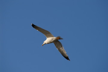 mouette