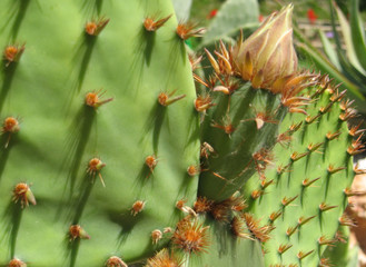 opuntia