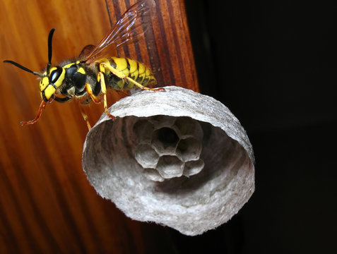 wasp on vespiary