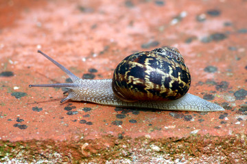 escargot